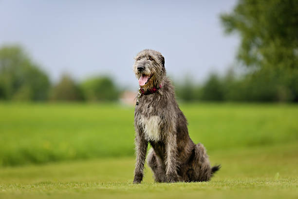 Những con chó Irish Wolfhound phù hợp với mọi gia đình.