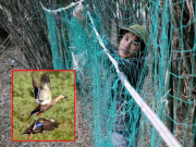 Tin tức - Nuôi loài vật "sáng bay đi tối lại bay về", anh nông dân ở Hà Tĩnh đổi đời, thu lãi tiền tỉ mỗi năm