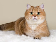 Lifestyle - 5 loài thú cưng sở hữu thính giác siêu nhạy: Có con vật rất nhút nhát, thường thể hiện cảm xúc qua đôi tai