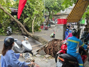 Tin tức - Ô tô đi đường vòng, xe máy lao lên vỉa hè khi phố Hà Nội vẫn la liệt cây đổ gãy sau bão