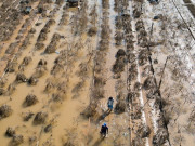 Tin tức - Hàng chục ngàn cây đào Tết chỉ còn là bùn đất sau trận lũ lịch sử