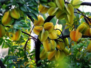 Sức khỏe - Loại quả thanh mát, rẻ tiền bán đầy chợ Việt, người bệnh tiểu đường nên ăn để ổn định đường huyết
