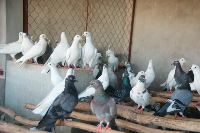 Chị nông dân ở Thanh Hóa thoát nghèo nhờ nuôi con vật amp;#34;ăn, chơiamp;#34; trong lồng rồi đẻ, bỏ túi 200 triệu đồng/năm - 1