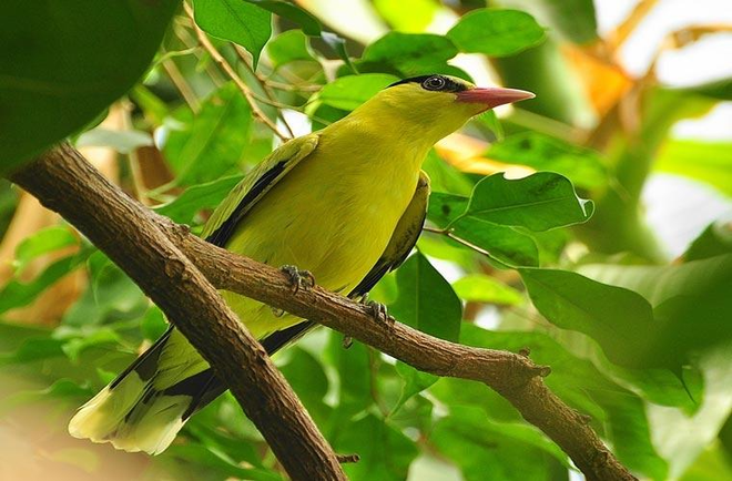 Chim vàng anh đẹp từ ngoại hình lẫn tiếng hót.