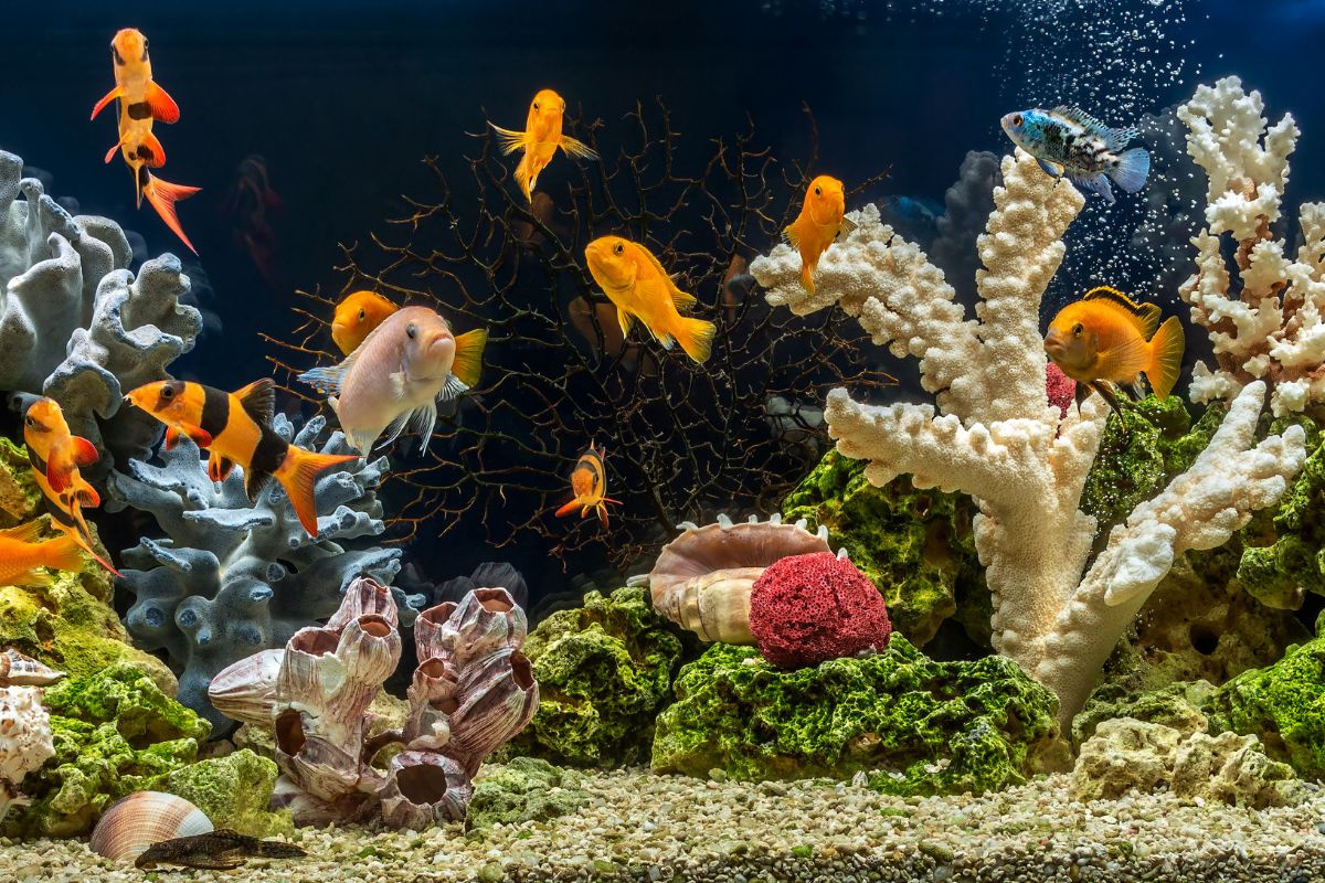 img srchttps://cdn.eva.vn/upload/3-2024/images/lienntt1/picture-866100146-1726230586-302-width800height492.jpg width800 /br /
Anh Hoàng nuôi cá để chơi, ai ngờ lại phát đạt. 