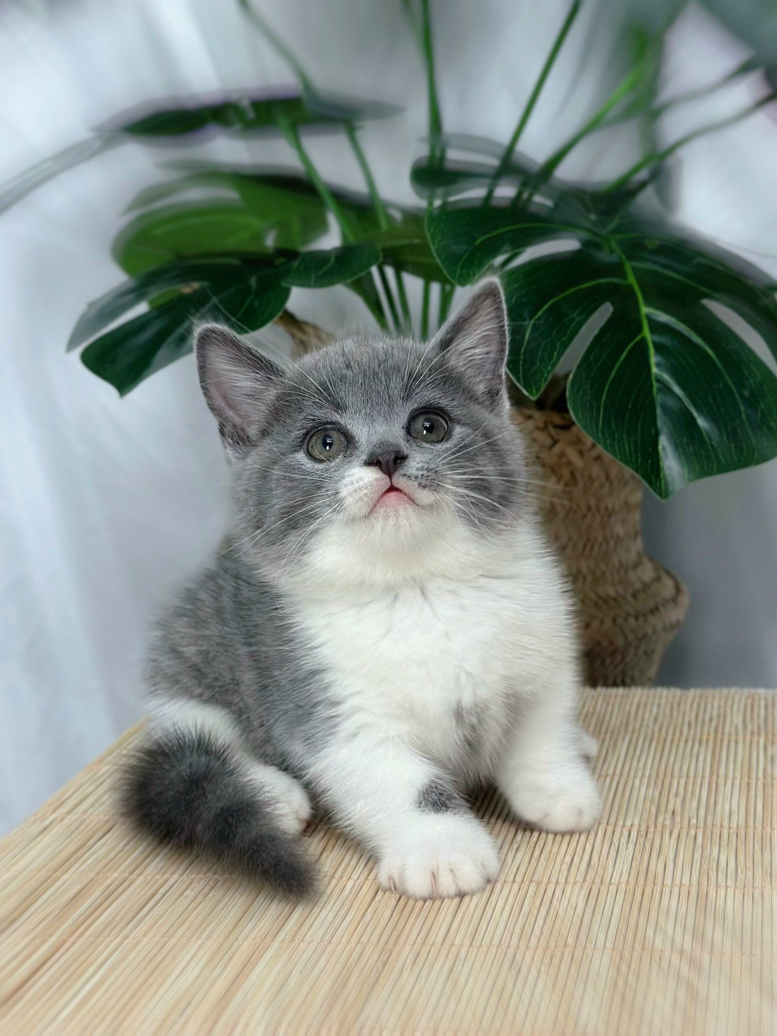 Mèo Anh lông ngắn cần nhẹ nhàng, từ tốn vì chúng không dễ làm quen.