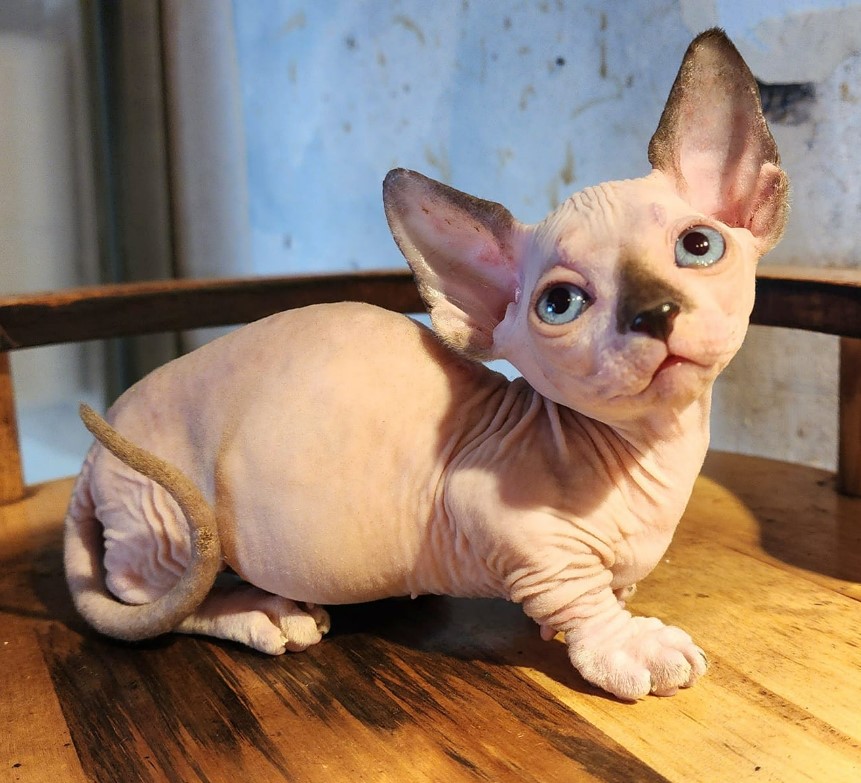 Mèo không lông có giá rất đắt, không phải ai cũng nuôi được.