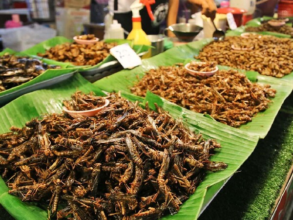 Nuôi loài vật tí hon lại kêu vang nhà, anh nông dân ở Vĩnh Long nhẹ nhàng thu lãi 500 triệu đồng/năm - 2