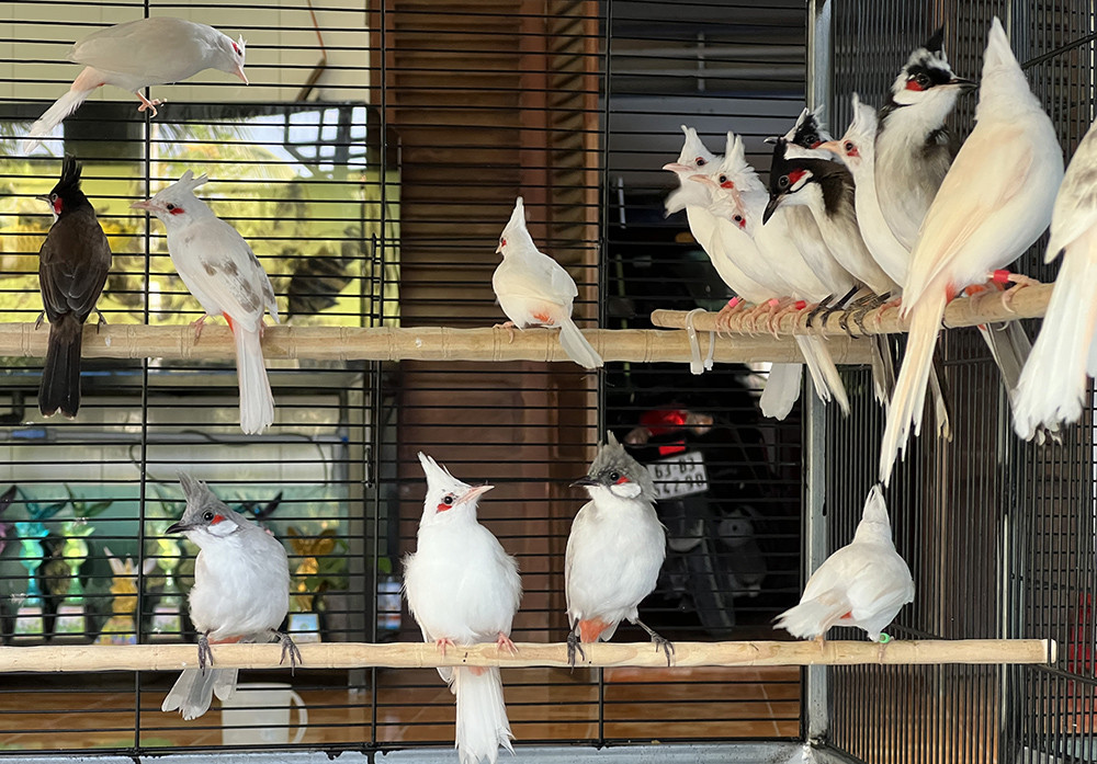 Mô hình nuôi chào mào bạch tạng đang phổ biến.