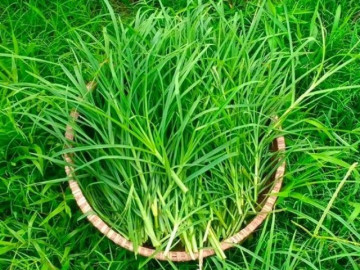 Cây cỏ dại mọc khắp nơi nhưng ít người biết là thuốc khoẻ gan, ổn định huyết áp