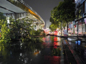 Hàng loạt cây đổ, bật gốc sau cơn mưa lớn tại Hà Nội
