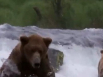 Gấu xám và đại tiệc thịt cá hồi sau những cơn bão mùa Thu