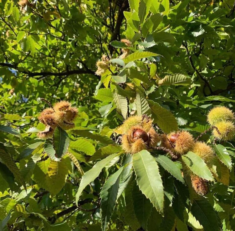 Families from Hanoi flock to Lang Son to pick chestnuts