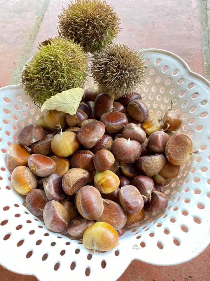 Children holding baskets of chestnuts