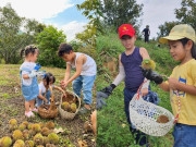 Lifestyle - Rần rần hot tour nhặt hạt dẻ ở Lạng Sơn, thêm một hoạt động vui chơi cực hợp lý cho gia đình có con nhỏ