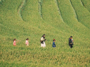 Lifestyle - Về Yên Bái nơi có "mùa vàng" độc đáo, dân tình nô nức đến "check-in" kẻo lỡ thời điểm đẹp nhất