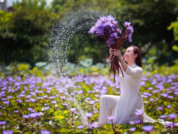 Mùa Hoa Súng Tím Nở Bừng Giữa Lòng Hà Nội, Chị Em Háo Hức Tìm Đến Check-In Cực Xinh