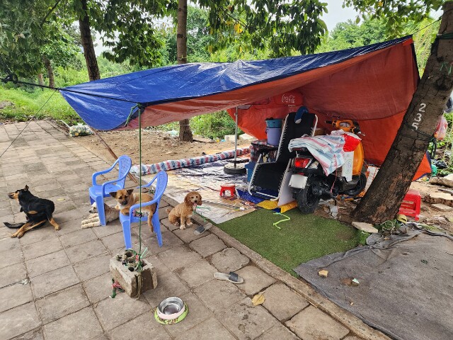 Căn chòi tạm bợ trên đường Mai Chí Thọ là nơi sinh sống của ngoại Út và 10 chú chó.