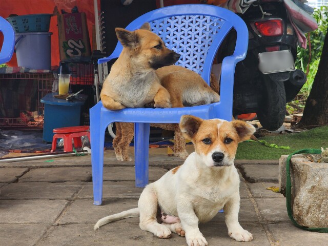 Ngoại Út chia sẻ vẫn có thể thuê nhà trọ nhưng việc nuôi chó trong phòng sẽ gây ảnh hưởng đến hàng xóm xung quanh. Vì thế, ngoại chấp nhận ở ngoài đường để thoải mái sinh hoạt.