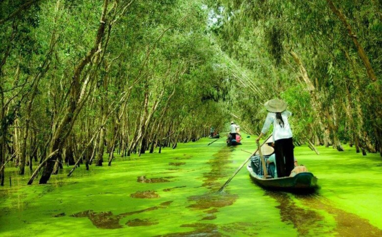 Du khách đến rừng tràm Trà Sư có thể đi thuyền ngắm cảnh qua những con kênh đẹp như tranh vẽ, hòa mình vào khung cảnh thiên nhiên xanh mát và yên bình.