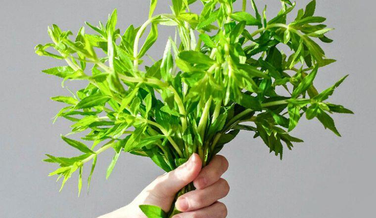 Ăn các loại rau thủy sinh như rau ngổ nguy cơ nhiễm sán lá gan rất lớn. Ảnh minh họa.