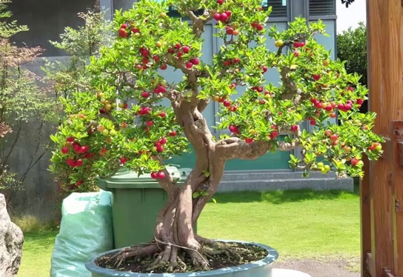 Không chỉ trồng trong sân vườn nhà, cây sơ ri còn được nhiều người trồng làm cây bonsai, vì cây mang đến cuộc sống sung túc, no ấm cho gia chủ. Trong quá trình chăm sóc, bạn nên đặt cây ở nơi có nhiều ánh sáng, tưới nước thường xuyên nhưng tránh tích nước.