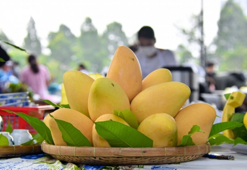 Loại quả này khi chín có màu vàng sáng bóng, tượng trưng cho cho vàng bạc, tiền tài. Loại quả này còn có quanh năm nên bạn cũng có thể bày xoài lên mâm cúng Rằm trung thu. 