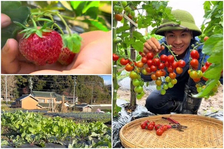 Hai chàng trai Việt mượn đất trồng rau ở Nhật, biến mái lán giữa vườn thành lá cờ Tổ quốc - 4