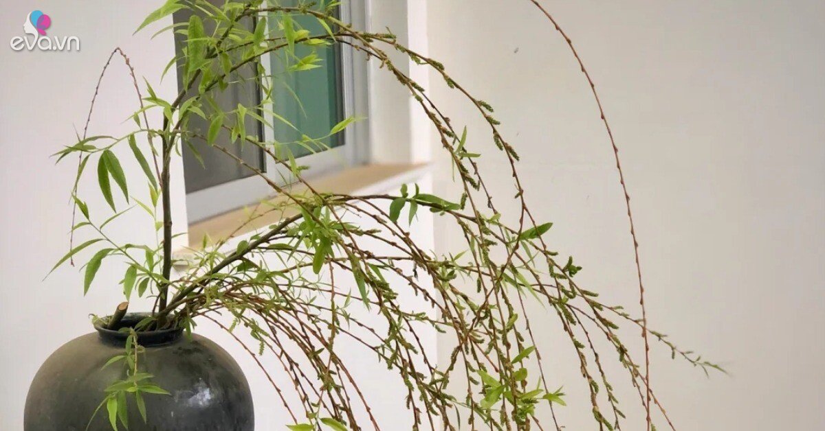 4 loại cây “âm thịnh dương suy”, gia chủ nên tránh đặt trong nhà