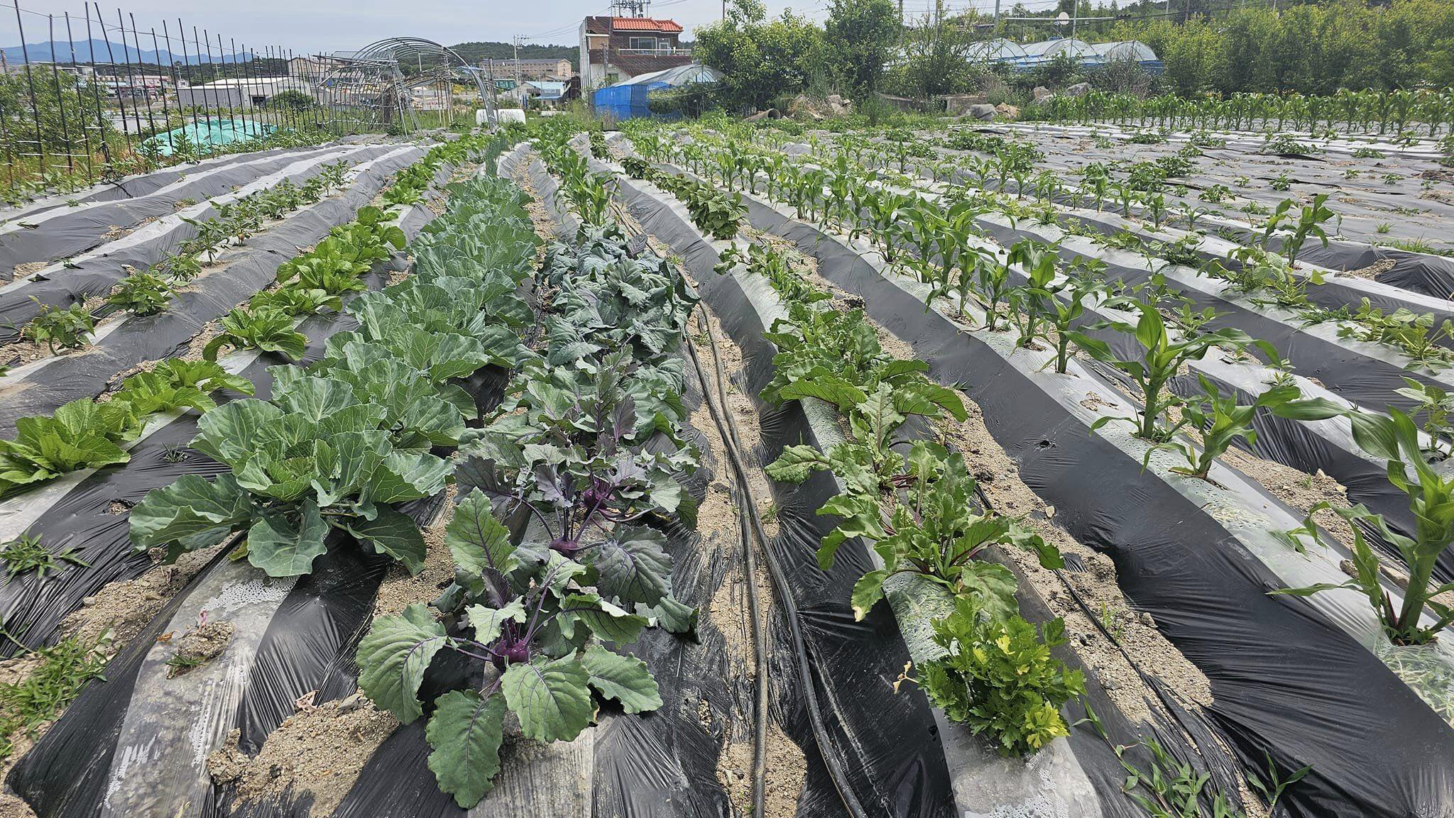 Chị Trinh dùng túi đen để phủ lên luống đất.