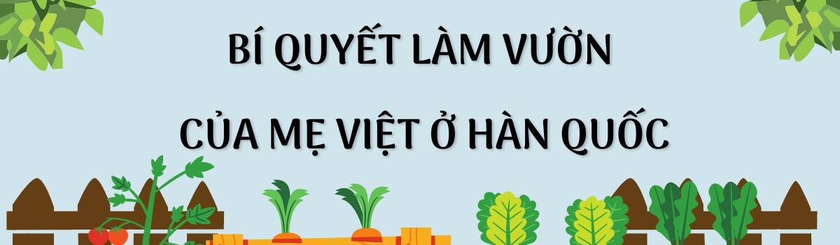 Mẹ Việt ở Hàn trồng rau trong mảnh vườn 2.500m2, chia sẻ bí quyết có rau quả quanh năm nhờ túi bóng đen - 6