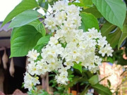 Nhà đẹp - Loài hoa này nở quanh năm cả nghìn bông một lúc, vừa thơm vừa đẹp tựa tuyết trắng