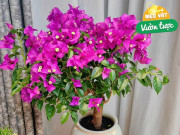 Nhà đẹp - Để hoa giấy nở, hãy áp dụng cách này, nụ sẽ ra đầy cành sau 10 ngày