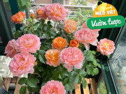 Nhà đẹp - Hoa hồng rất thích 2 “món khoái khẩu” này: 1 loại giúp cây khỏe mạnh, 1 loại khiến hoa nở rực rỡ hơn