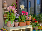 Nhà đẹp - 10 loại hoa chỉ được tưới nước vào gốc, không được phun lên lá, nếu không tưới một chậu hỏng một chậu