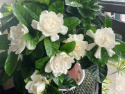 Nhà đẹp - Tại sao hoa dành dành bị nhiều người cho vào “danh sách đen”? Đây là 3 lý do