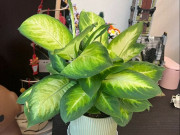 Nhà đẹp - Tại sao cây vạn niên thanh bị nhiều người cho vào “danh sách đen”? Đây là 5 lý do