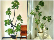 Nhà đẹp - Mùa thu trồng cây ngũ gia bì nhớ tuân theo quy tắc “3 nhiều – 1 ít”, cành lá sẽ tươi tốt