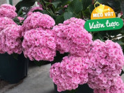 Nhà đẹp - Sau khi hoa cẩm tú cầu tàn, hãy làm 2 việc này để cây nở hoa nhiều hơn trong năm tới