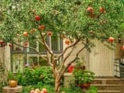 Nhà đẹp - Nhà giàu thích trồng 3 cây này trước cổng, gia đình luôn thuận buồm xuôi gió, ăn nên làm ra