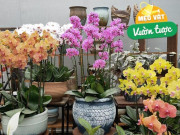 Nhà đẹp - Muốn trồng hoa trước hết phải học cách bón phân, nhớ 3 điều này lá sẽ xanh tươi, hoa nở đầy cành