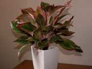 Nhà đẹp - 3 lợi ích khi trồng cây phú quý trong nhà, muốn cây ngày càng đẹp hãy nhớ 3 quy tắc này