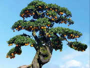 Nhà đẹp - Cây cảnh “vật báu gia truyền” có quả trĩu trịt như treo vàng, mang nhiều phúc lộc, nhà giàu rất thích trồng