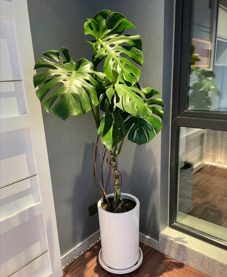 Tại sao cây Monstera vừa sang vừa mang tới tài lộc nhưng bị nhiều người cho vào “danh sách đen”? Đây là 4 lý do - 2