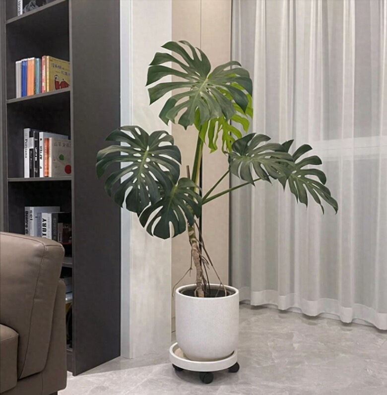 Tại sao cây trầu bà Monstera vừa sang vừa mang tới tài lộc nhưng bị nhiều người cho vào “danh sách đen”? Đây là 4 lý do - 4