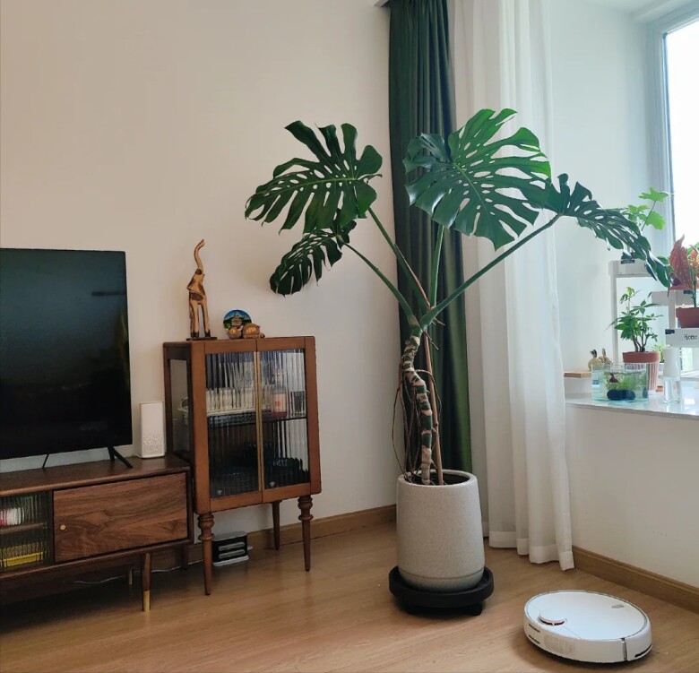 Tại sao cây trầu bà Monstera vừa sang vừa mang tới tài lộc nhưng bị nhiều người cho vào “danh sách đen”? Đây là 4 lý do - 3