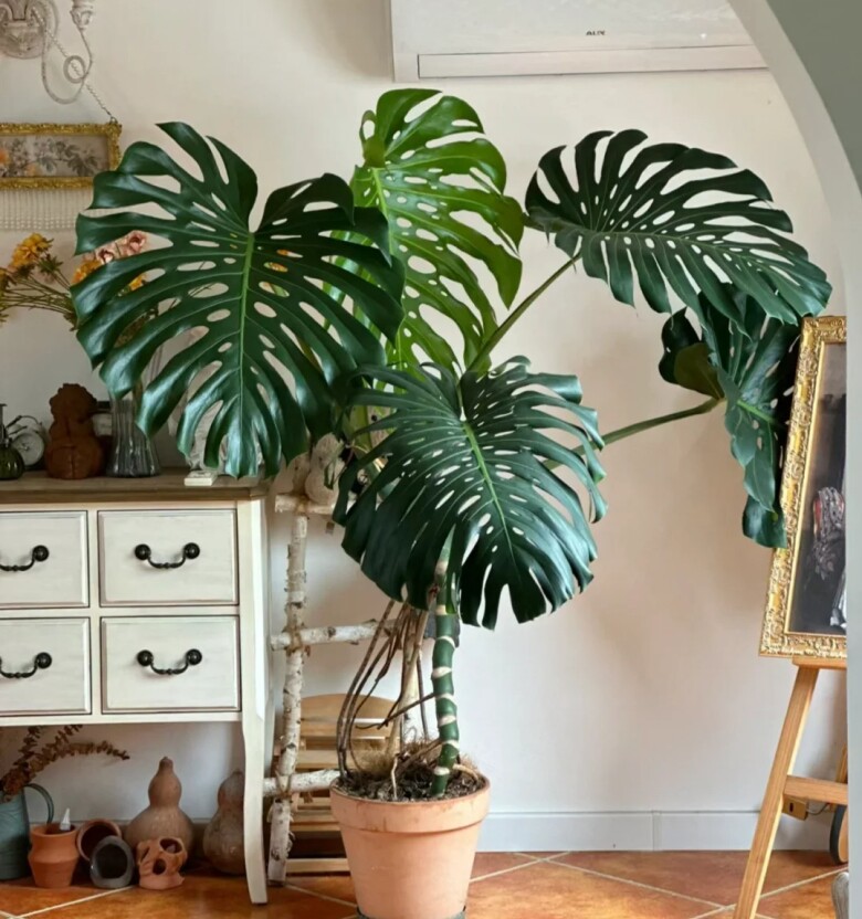 Tại sao cây trầu bà Monstera vừa sang vừa mang tới tài lộc nhưng bị nhiều người cho vào “danh sách đen”? Đây là 4 lý do - 1