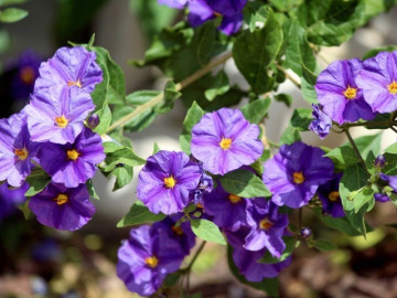 Loại cây vốn mọc dại nay đổi vận thành cây cảnh vạn người mê, hoa màu xanh nổi bật nở quanh năm