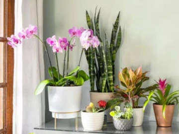 6 loại hoa từng được khen tận mây xanh, nhưng giờ lại trở thành trò cười khi trồng trong nhà
