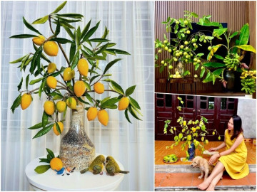 Ngắm những bình quả độc lạ của mẹ đảm Hà thành, có những bình phải chờ 1 năm mới được cắm